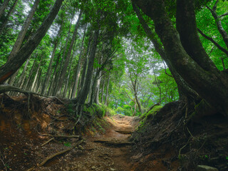 Between the big trees