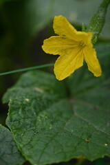 macro cucumber flower on a branch in the garden, cucumber flower close-up, green gherkin on a branch in the vegetable garden close-up, green vegetable garden sustainable development