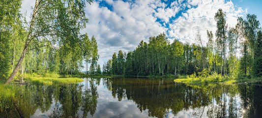 Summer river landscape with beautiful birches on the shore of a small bay, high water, islands of green cattail. Beautiful clouds in the sky, the sun through the branches of trees.