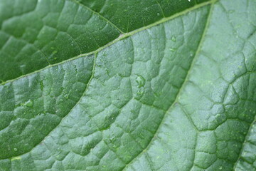 macro texture of a cucumber leaf , macro bright green leaf cumber texture, leaf veins close-up cucumber