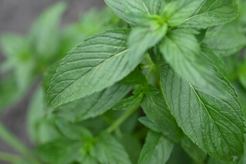 green young pepermint plants, young mint leaves close-up, green lemon balm rosette, green...