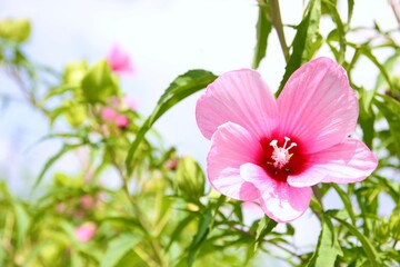 ピンク色の芙蓉の花
