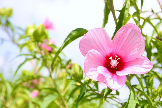 芙蓉の花」の写真素材 | 7,014件の無料イラスト画像 | Adobe Stock