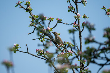 apple tree flowers