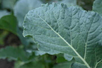 cabbage leaf texture after rain, cabbage leaf close-up as background, after rain, raindrops on green leaf, leaf veins 