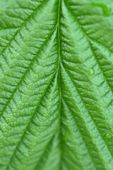 macro texture of a wood leaf , macro bright green leaf texture, leaf veins close-up