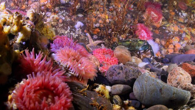 Underwater scene of anemones and sponges with crabs and fish, Oban, Scotland UK