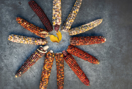12 ears of corn form the numbers of a clock against a gray background. The corn cobs are colorful, in different colors