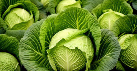 green cabbage in the garden - obrazy, fototapety, plakaty
