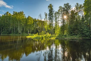 Papier Peint photo Lavable Bouleau Summer river landscape with beautiful birches on the shore of a small bay, high water, islands of green cattail. Beautiful clouds in the sky, the sun through the branches of trees.