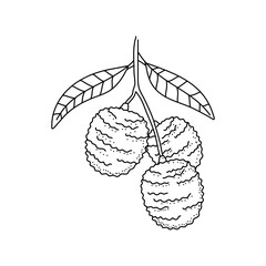 Fototapeta premium Hand drawn sketch style lychee isolated on white background
