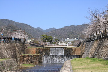 日本の春の風景：芦屋川(兵庫県芦屋市)の川辺に咲く満開の桜並木