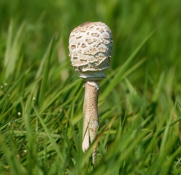 Gemeiner Riesenschirmling, Parasol (Macrolepiota procera) mit noch geschlossenem Hut im Gras einer Wiese - Insel Usedom, Deutschland