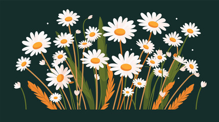 Drawing chamomile flowers vector
