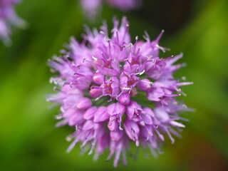 アリウム セネッセンスの美しい花