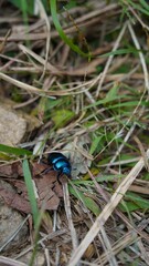 An insect that shines like a jewel