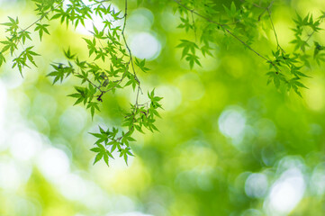 Fototapeta na wymiar 京都 夏の空を彩る高山寺の美しいもみじの新緑