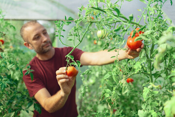 Farmer taking care of organic tomatoes in a small greenhouse.