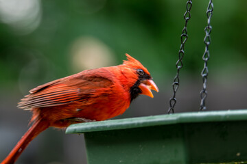 Cardinal rouge male, sur une mangeoire.