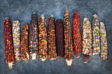 Several ripe and colorful corn cobs lie next to each other against a gray background. The corn cobs...