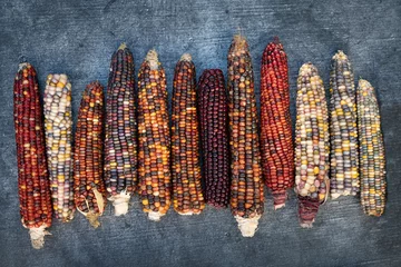 Gardinen Farbenfroh Several ripe and colorful corn cobs lie next to each other against a gray background. The corn cobs have different colors.  © leopictures
