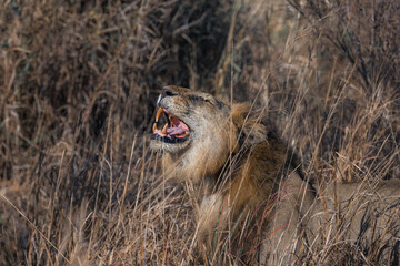 Male lion laughing in the sun