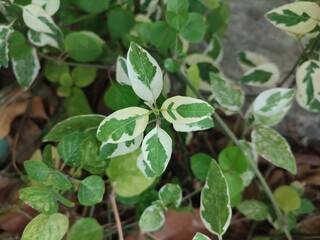 Alternanthera Ficoidea snowball plant with green leaves and white patterns