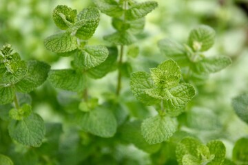 栽培中のミント