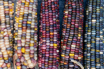 Several colorful corn cobs of different colors lie next to each other. The ornamental corn comes in...