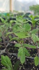 tomato seedlings, tomato