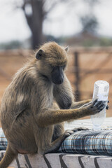 yellow baboon sitting on a bench playing with a plastic water bottle