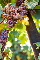 Vineyard with ripe grapes in autumn light. Close-up on  ripe grapes on vine in evening sun....