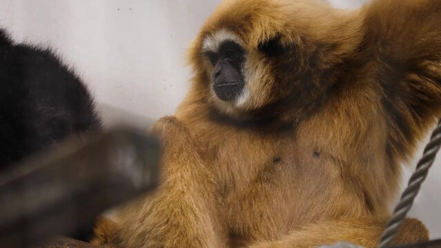 Close view of two gibbons sitting down and scratching each othe