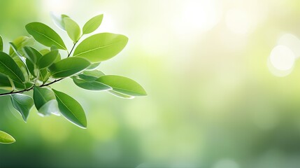Fototapeta premium Beautiful nature view of green leaf on blurred greenery background in garden and sunlight with copy space using as background natural green plants landscape, ecology, fresh wallpaper concept.