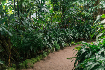 interior of a large greenhouse with tropical plants