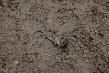 small dead or sleeping field mouse lies on clay ground