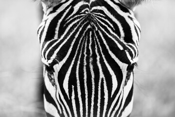 Portrait close-up Zebra. Zebra head with beautiful striped pattern. Monochroom, black and white