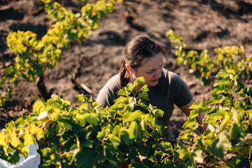 Naklejka na ściany i meble cute woman picking grapes in autumn in the rows of a vineyard