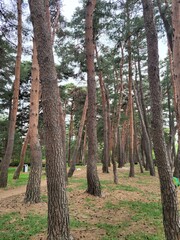 Naklejka premium Forest & Trees 
