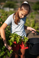the  caucasian girl is passionate about harvesting grapes. wearing a gray T-shirt