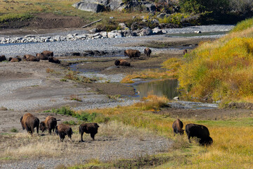 Bson in the Lamar Valley