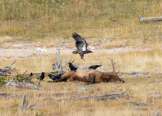 Grzzly Bear and Cubs