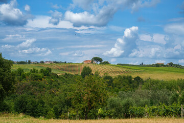 Fototapeta na wymiar Vineyards of Chianti near Castelnuovo Berardenga, Siena province
