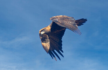 Golden Eagle