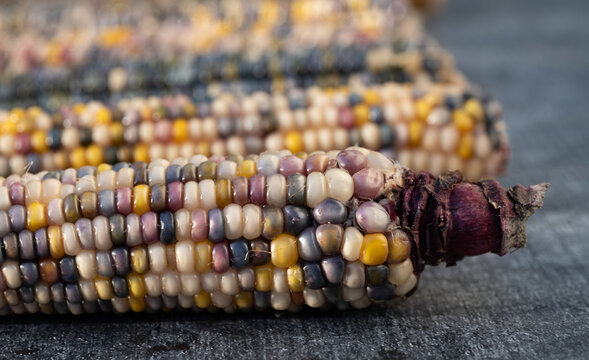Several colorful corn cobs of different colors lie next to each other. The ornamental corn comes in pink, blue, yellow and white. The pistons are photographed from the side