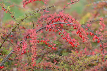 Red barberry fruits in autumn, in the month of October