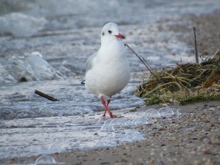 black headed gull