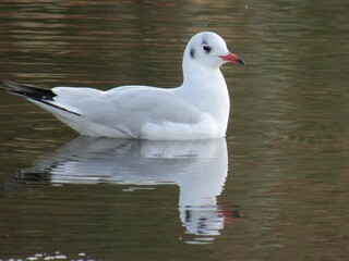 seagull on the lake