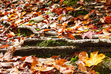 White Mountains, Fall, Colors, Autumn, Fall colors, New Hampshire, Forest, Trees, Nature, Landscape, Art, Red, Orange, Green, Pond, Lake, Water, Sky, Clouds, Sun