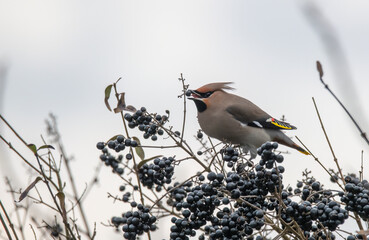 woodpecker on branch